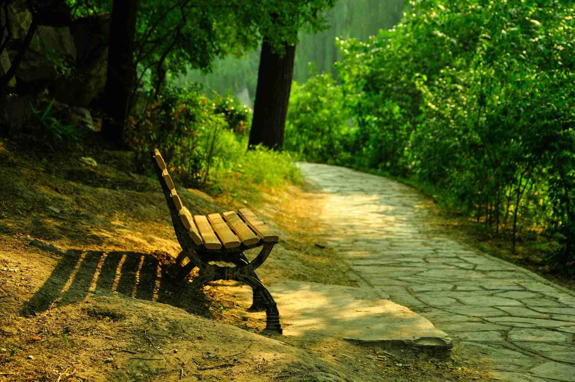 A simple wooden bench set beside a path surrounded by soft greenery — a visual for pause, steadiness, and the small foundations of wellness.