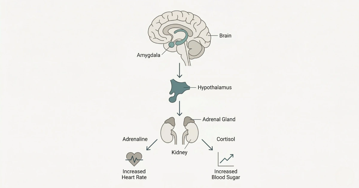 Medical diagram showing the stress response pathway from the amygdala to the hypothalamus to the adrenal glands, with adrenaline and cortisol labeled and their effects on heart rate and blood sugar shown.