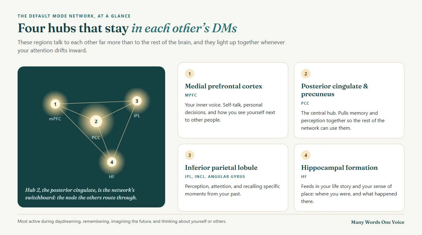 Infographic of the default mode network’s four hubs: the medial prefrontal cortex (self-talk), the posterior cingulate and precuneus (the central hub), the inferior parietal lobule (attention and episodic memory), and the hippocampal formation (life story and sense of place)